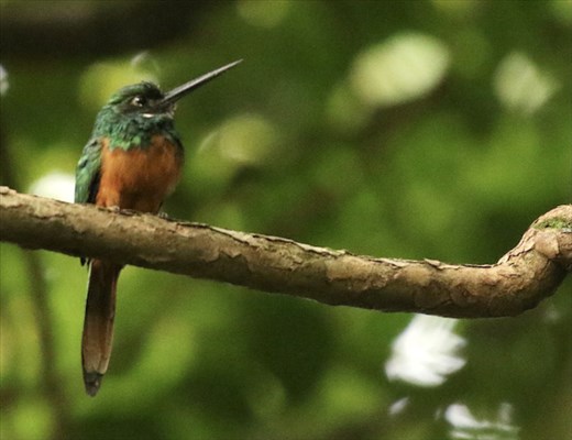 Rufous-tailed Jacamar