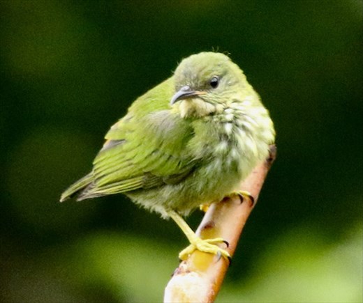Red-legged Honeycreeper female