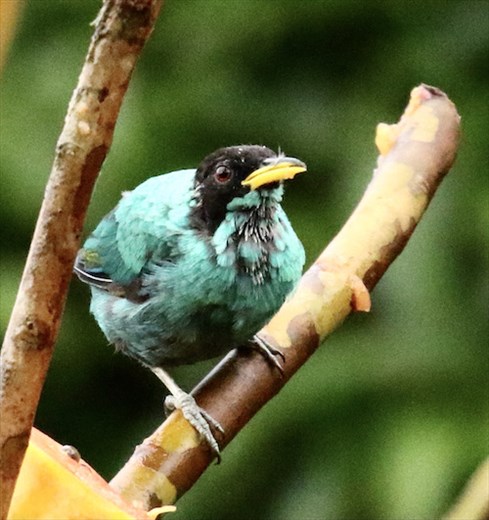 Red-legged Honeycreeper male