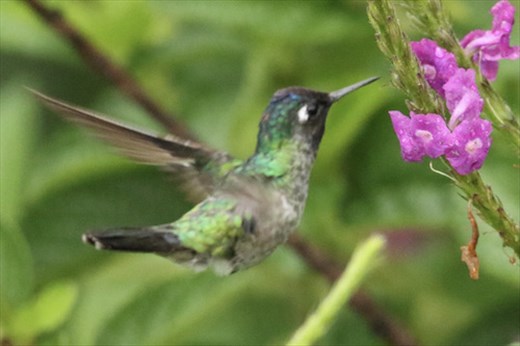 Violet-headed Hummingbird