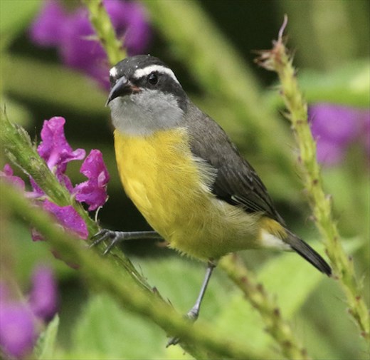 Bananaquit