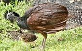 Female Curassow with Chick: by graynomadsusa, Views[171]
