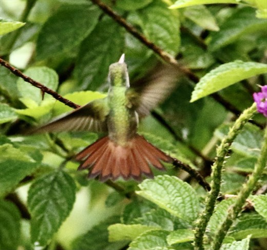 Rufous-tailed Hummingbird