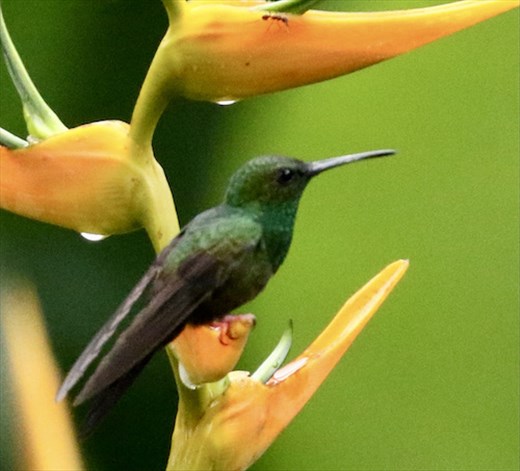 Bronze-tailed Plumeleteer