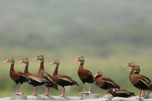 Black-bellied Whistling Ducks all in a row