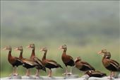 Black-bellied Whistling Ducks all in a row: by graynomadsusa, Views[825]