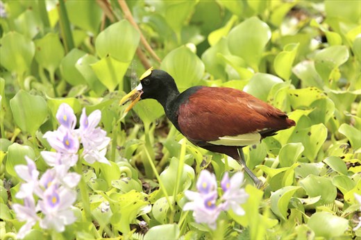 Jacana among the water hyacinths