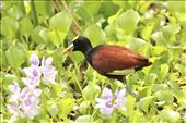 Jacana among the water hyacinths: by graynomadsusa, Views[193]