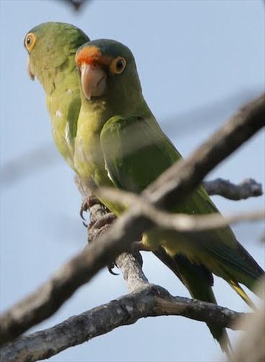 Orange-chinned parakeets, Playa Flamingo