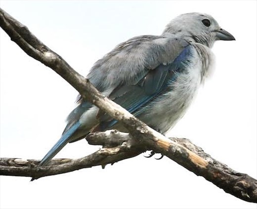 Blue-gray tanager, Playa Flamingo