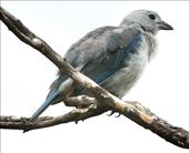 Blue-gray tanager, Playa Flamingo: by graynomadsusa, Views[306]