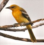 Streak-backed Oriole, Playa Flamingo: by graynomadsusa, Views[373]