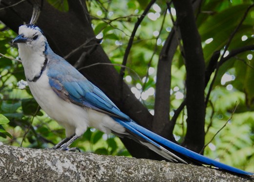 White-throated Magpie Jay