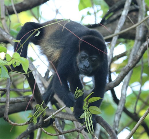 Mantled Howler Monkey
