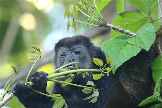 Mantled Howler Monkey