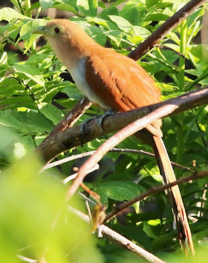 Squirrel Cuckoo