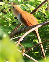 Squirrel Cuckoo: by graynomadsusa, Views[332]