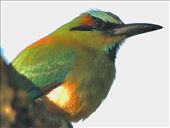 Turquoise-browed Motmot: by graynomadsusa, Views[275]