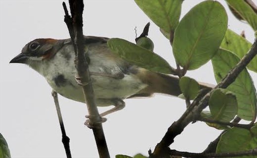 Rusty-crowned Ground Sparrow