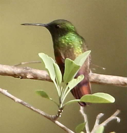 Berylline Hummingbird, Oaxaca