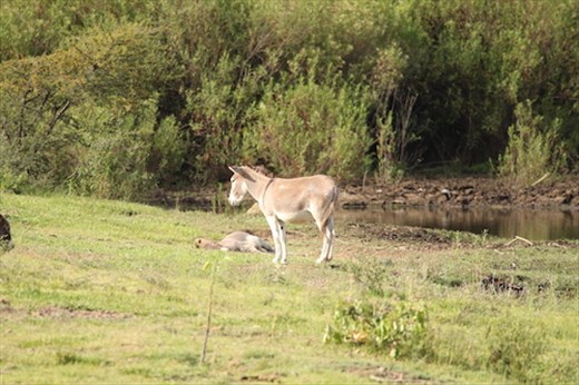 Burro power, still a staple in Mexico