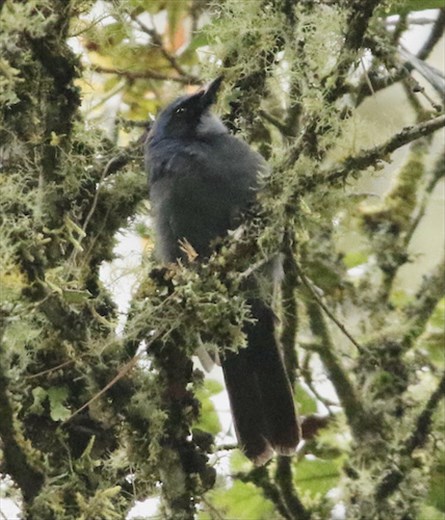 Dwarf Jay, Parque Ecotouristico La Cumbre Ixtepeji