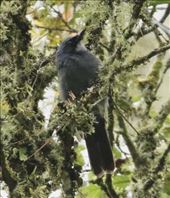 Dwarf Jay, Parque Ecotouristico La Cumbre Ixtepeji: by graynomadsusa, Views[362]