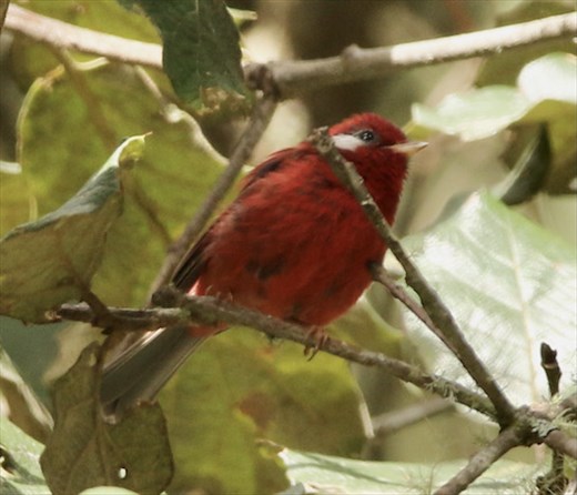 Red Warbler, near Benito Juarez