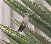 Dusky Hummingbird: by graynomadsusa, Views[614]