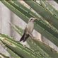 Dusky Hummingbird: by graynomadsusa, Views[270]