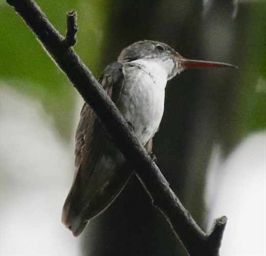 Azure-crowned Hummingbird, Jaguar Reserve