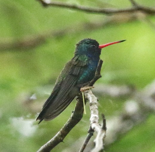 Doubleday Hummingbird, Huatulco