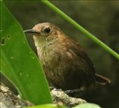 Nava's Wren—this is what we came for, Jaguar Reserve: by graynomadsusa, Views[568]