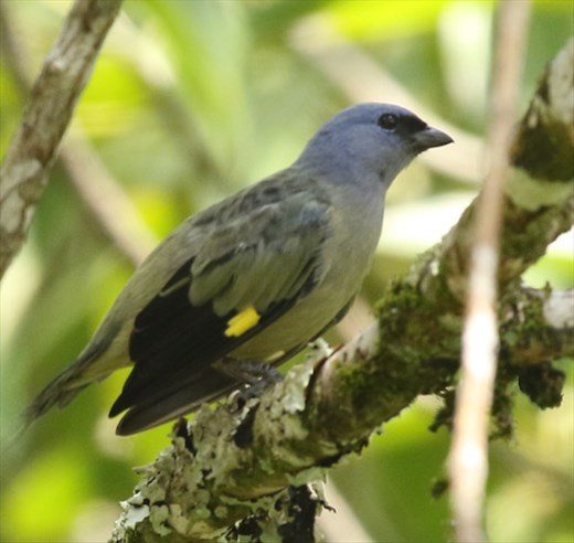 Yellow-winged Tanager, Jaguar Reserve