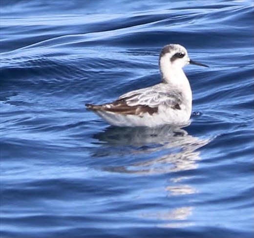 Red-necked Phalarope