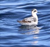 Red-necked Phalarope: by graynomadsusa, Views[103]
