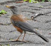 Rufous-backed Thrush, Oaxaca: by graynomadsusa, Views[296]