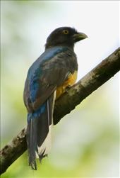 Citreoline Trogon, Huatulco NP: by graynomadsusa, Views[87]