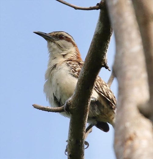Sclater's Wren, Huatulco NP