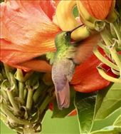 Berylline Hummingbird, Oaxaca: by graynomadsusa, Views[270]