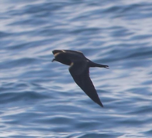 Black Storm Petrel