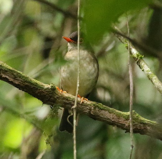 Black-headed Nightengale Thrush