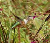 Bumblebee Hummingbird: by graynomadsusa, Views[326]
