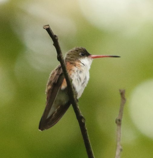 Chestnut-sided Hummingbird, bird-of-the-day