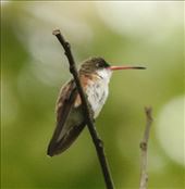 Chestnut-sided Hummingbird, bird-of-the-day: by graynomadsusa, Views[294]