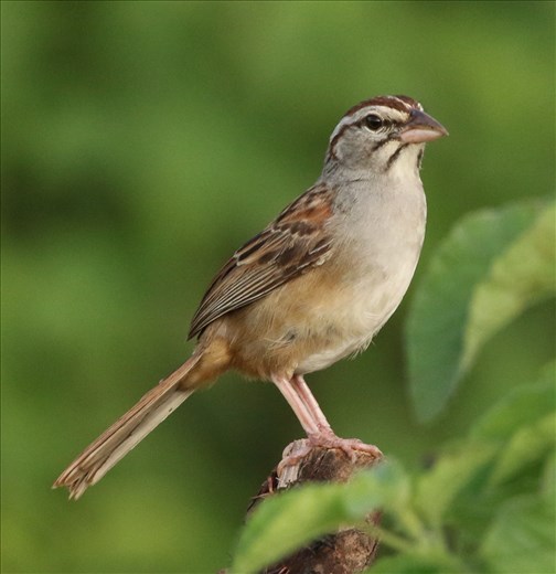 Cinnamon-tailed Sparrow, Ventosa