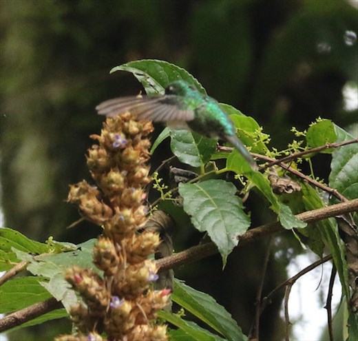 Emerald-chinned Hummingbird