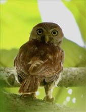 Ferruginous Pygmy Owl: by graynomadsusa, Views[346]