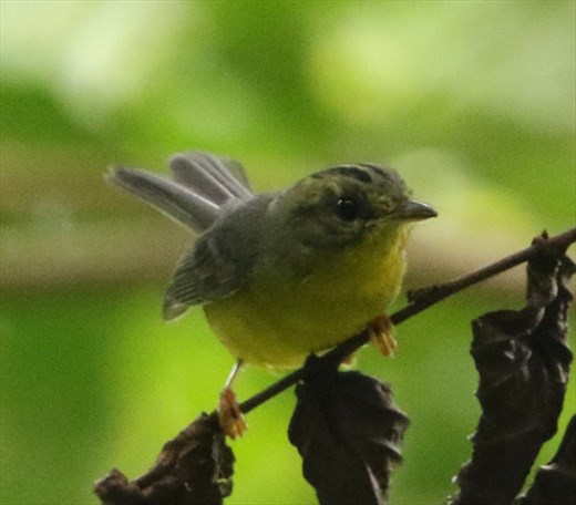 Golden-crowned Warbler
