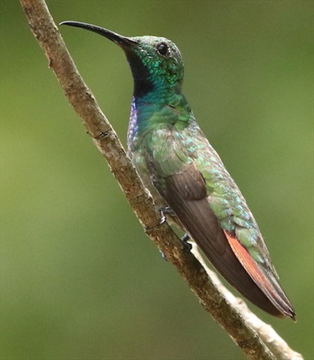 Green-breasted Mango, Jaguar Reserve